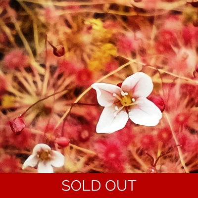 Drosera pygmaea TASMANIA, 10+ gemmae